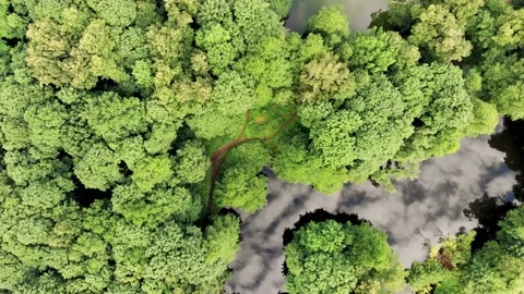 Top view forest and lake from drone Video stock 142326983