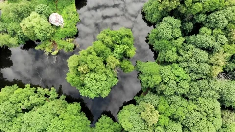Top view forest and lake from drone Video stock 142327042