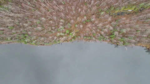 Top view of the forest and river Stock Footage 142131875