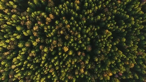 Top view: forest and trees at summer time with good weather. Video stock 83394118