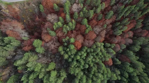 Top view of forest area filled with evergreen trees. 4K Stock Footage 167120000
