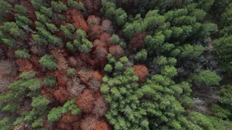 Top view of forest area filled with evergreen trees. 4K Stock Footage 167120054