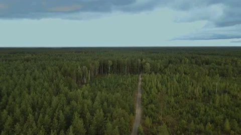 Top view on forest. Blue sky. Video stock 161621836