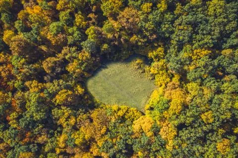 Top view of a forest clearing from a drone Stock Photos