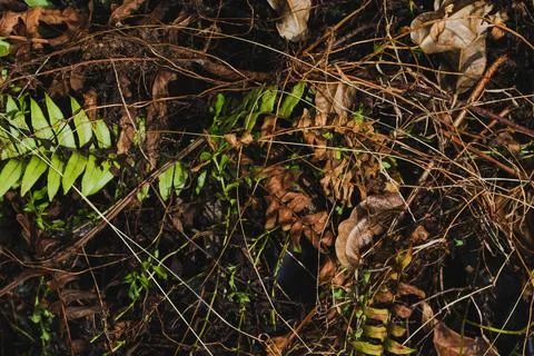 Top view of forest floor with dry leaves, twigs, and green ferns Stock-Fotos