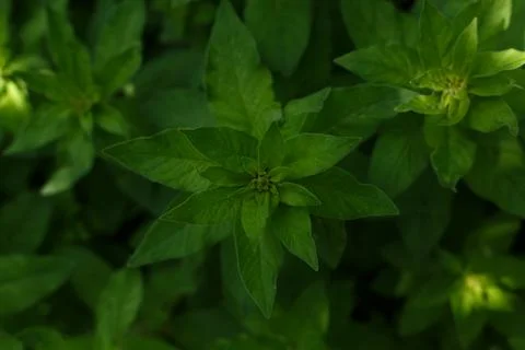 Top view of forest foliage with sun lights Stock Photos