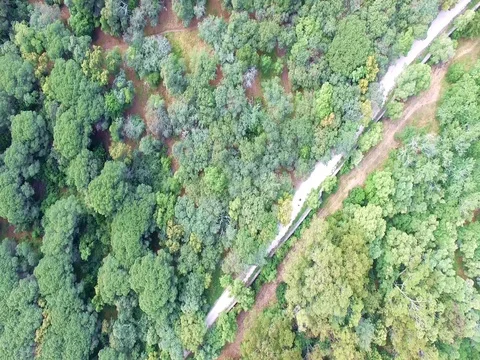 Top view of the forest 스톡 동영상 74827862