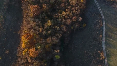 A top view of a forest Stock Footage 99007875