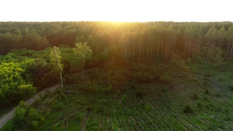 Top view of the forest Stock Footage 126523587