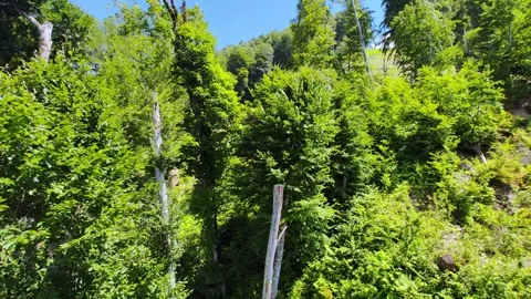 Top view of the forest from the funicular in the mountains. Видео 280855015