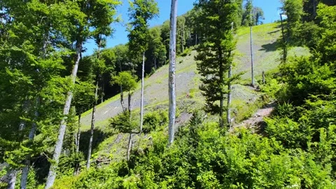 Top view of the forest from the funicular in the mountains. Stock Footage 280865052