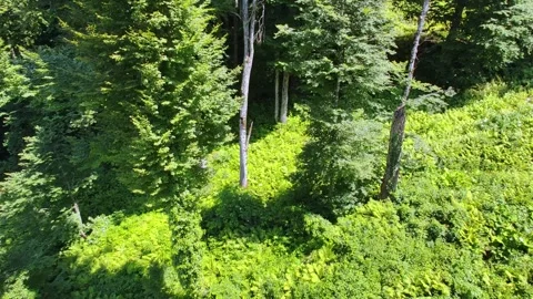 Top view of the forest from the funicular in the mountains. Stock Footage 281561153
