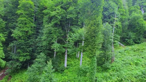 Top view of the forest from the funicular in the mountains. Stock-Footage 282017995