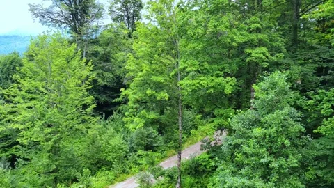 Top view of the forest from the funicular in the mountains. Stock Footage 282114149
