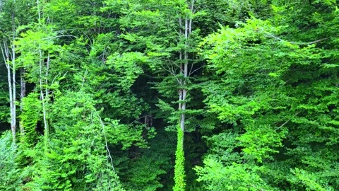 Top view of the forest from the funicular in the mountains. Stock Footage 282256255
