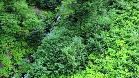 Top view of the forest from the funicular in the mountains. Mountain river. Stock Footage 282669031