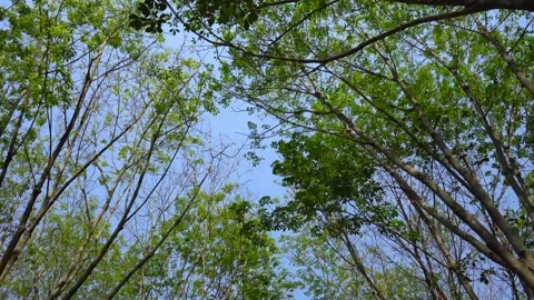 Top view of forest green trees fresh nature and wind blowing. 스톡 동영상 130586820