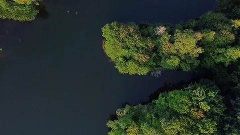 Top view of forest lake Stock Footage 119282149