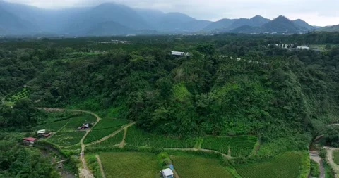 Top view of the forest mountain in taiwan Stock Footage 239398830