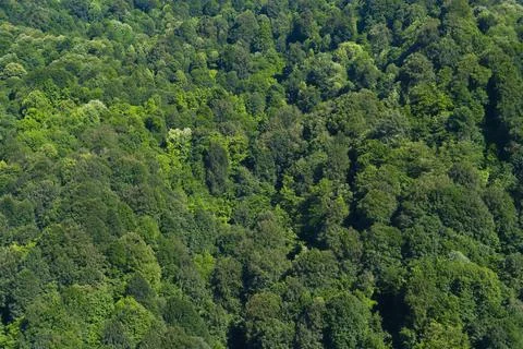 Top view of the forest overcrowded with trees Stock Photos