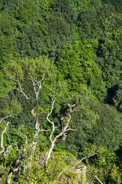 Top view of the forest overcrowded with trees Stock Photos