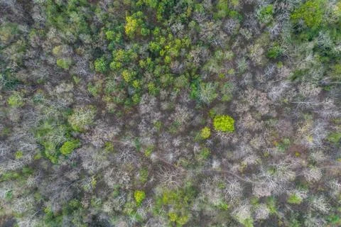Top view forest. Stock Photos