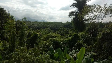 Top view forest 写真素材