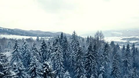 Top view of forest river in winter. Concept of winter tourism. Stock Photos