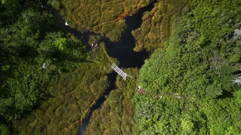 Top View of a Forest with Rivers and a Lake in the Suburbs of Halifax, Canada Stock Footage 254590216