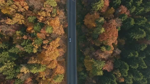 Top view of forest with road Stock Footage 165158483