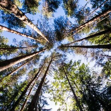 Top view forest sky Foto stock