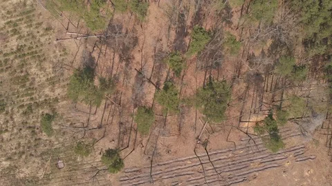 Top view of a forest in threat of deforestation Stock Footage 93186591