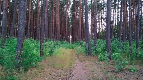 Top view. Forest trail on a summer day. Road in the coniferous forest. Riding Stock Footage 136734345