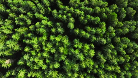 Top up view of a forest tree tops. Natural Backdrop Background Of Coniferous Stock Footage 168375313