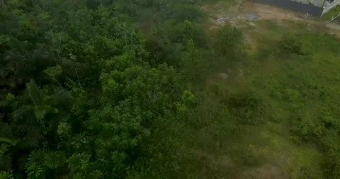Top View Of Forest In The Tropical Rainforest Stock Footage 234555942