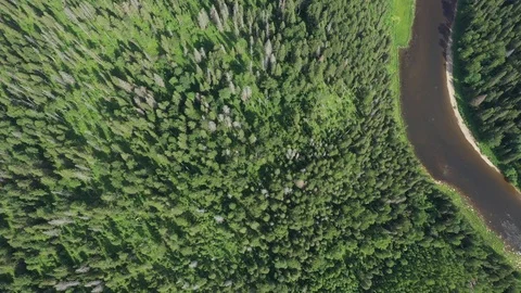 Top view of the forest, which is located next to river Stock Footage 120065831
