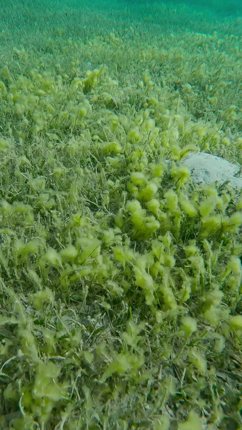 Top view, Forward movement above seagrass bed covered with Round Leaf Sea Gras Stock Footage 305317520