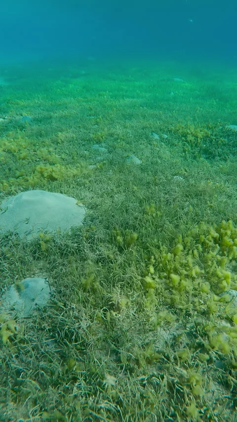 Top view, Forward movement above seagrass bed covered with Round Leaf Sea Gras Stock Footage 324568165