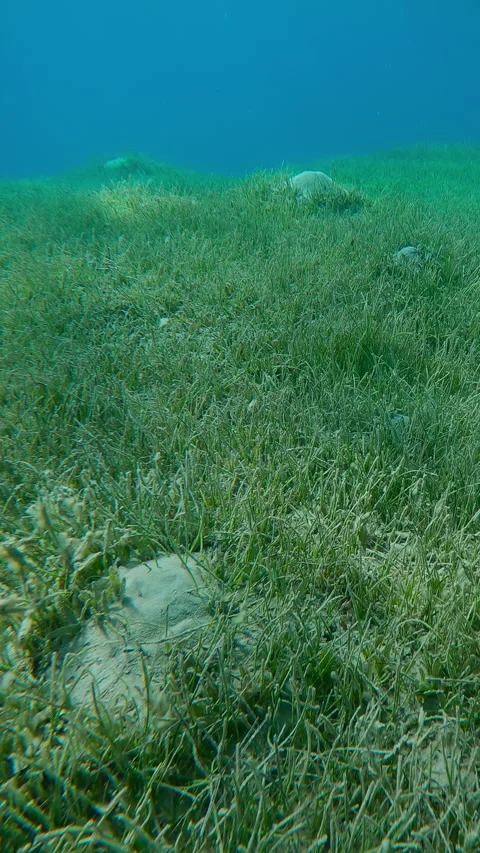Top view, Forward movement above seagrass bed covered with green Eel grass Vídeo Stock 330752954