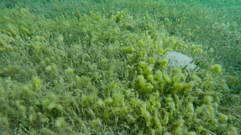 Top view, Forward movement above seagrass bed covered with Round Leaf Sea Gras Stock Footage 338263927