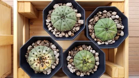 Top view of four small cactus with gravel in black flower pot on wooden box. Stock Photos