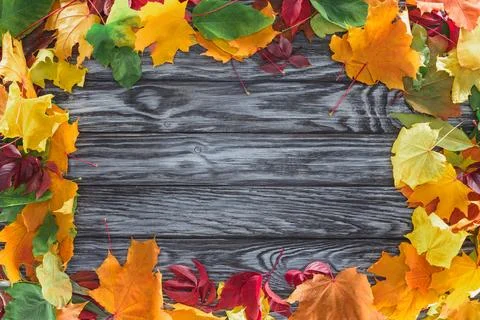 Top view frame autumnal maple Stock Photos