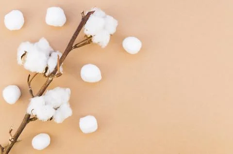 Top view frame with cotton flower branch Stock Photos