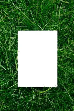 Top view of frame made of green garden grass and copy space on white background Stock Photos