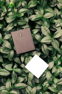 Top view of frame made of periwinkle leaves and tags for clothes of different Stock Photos