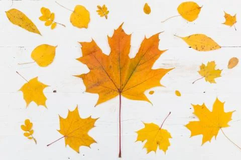 Top view on frame made of yellow autumn leaves. Maple and lime on white woode Stock Photos
