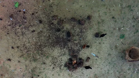 Top view of free range chickens in the Amazon of Ecuador Stock Footage 196315299