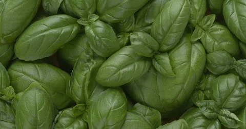 Top view of fresh basil leaves background.texture. Stock Footage 310795274
