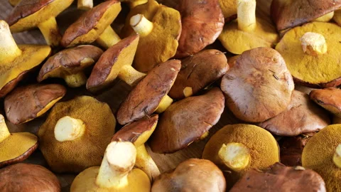 Top view of a fresh batch of freshly picked suillus mushrooms rotating. Vídeo Stock 347101788