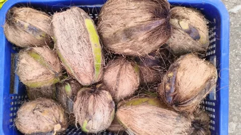 Top view of fresh brown husked coconuts stored in a blue plastic crate Stock Footage 328229751